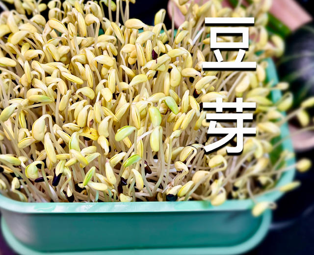 【极简发豆芽】懒人必备·来一起种植绿色蔬菜😆的做法
