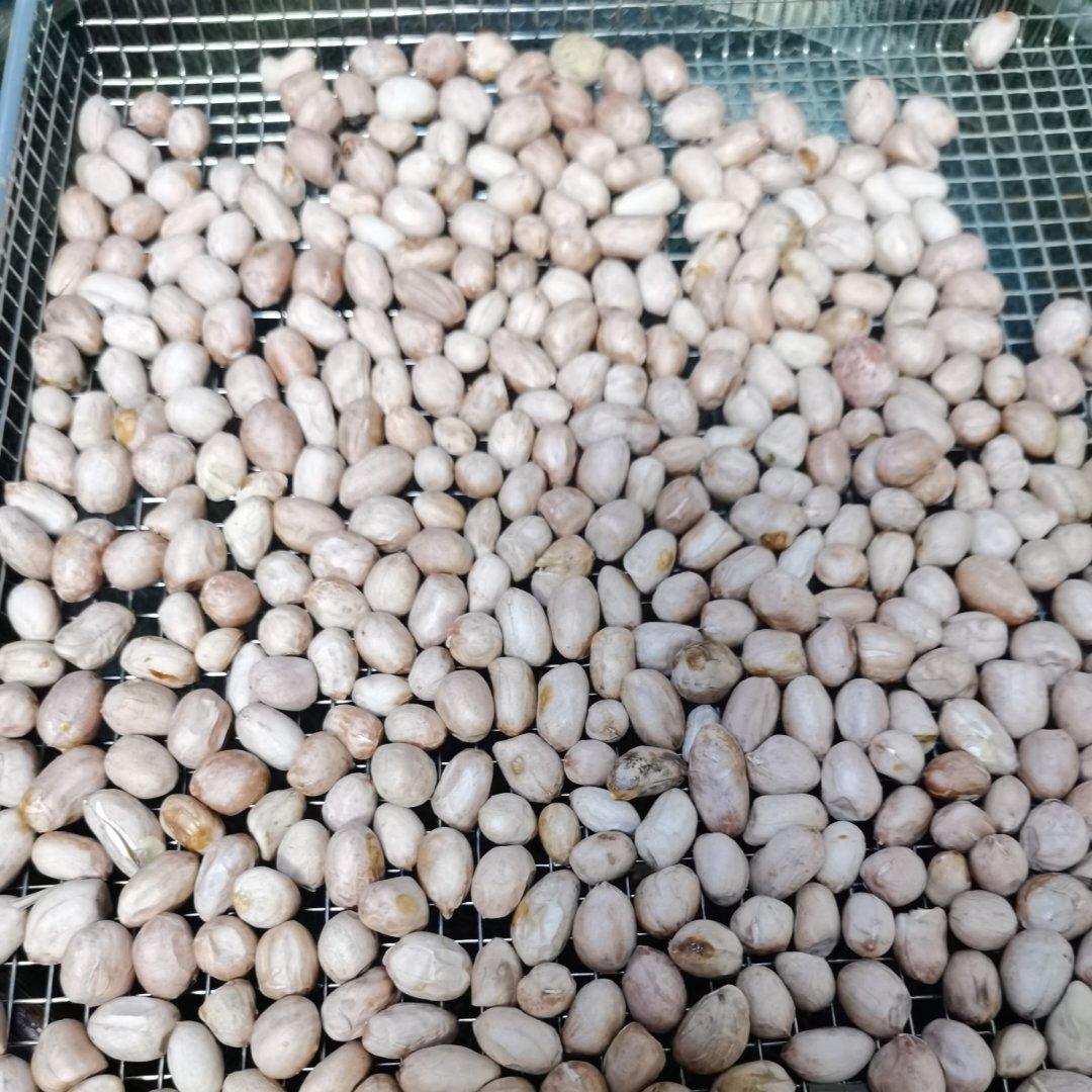 超快手 五香花生米 烤箱版
