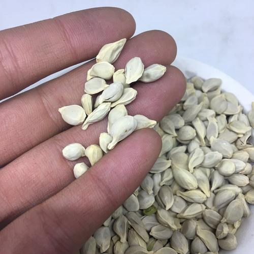 乳腺纤维瘤、结节，这味中药煮水喝很好的做法