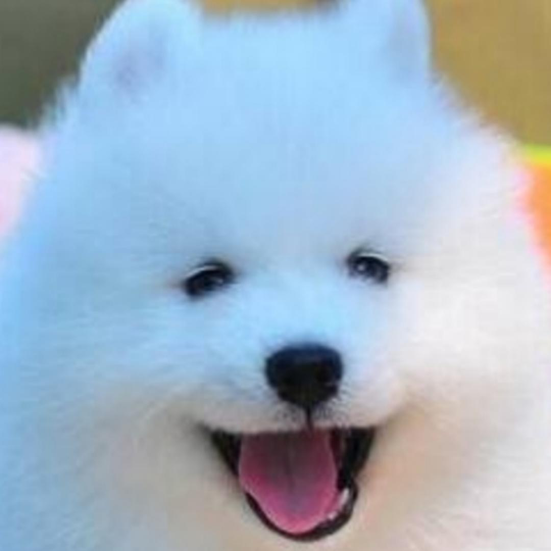 D独善其身S