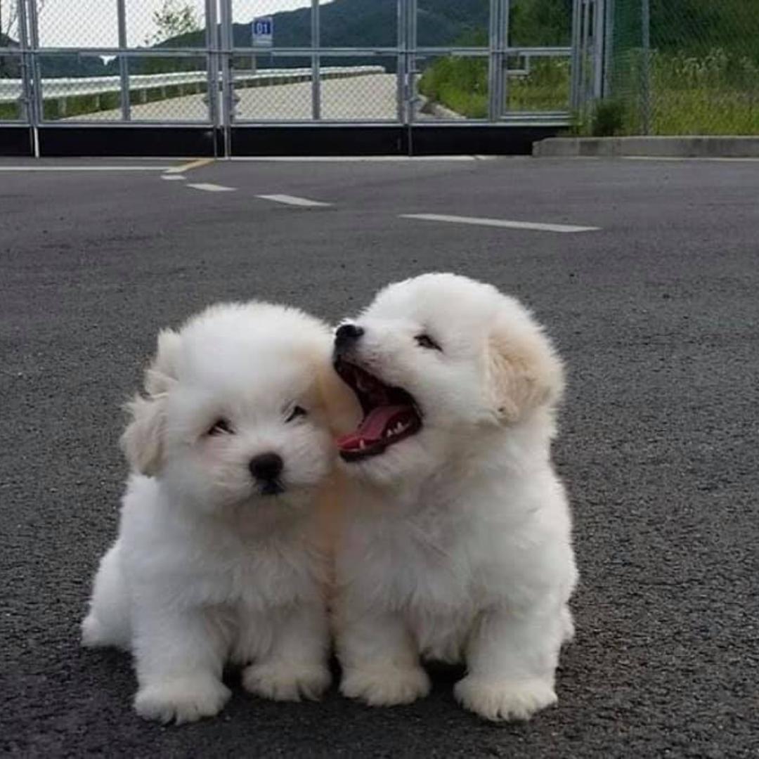 努力瘦的洋柿子