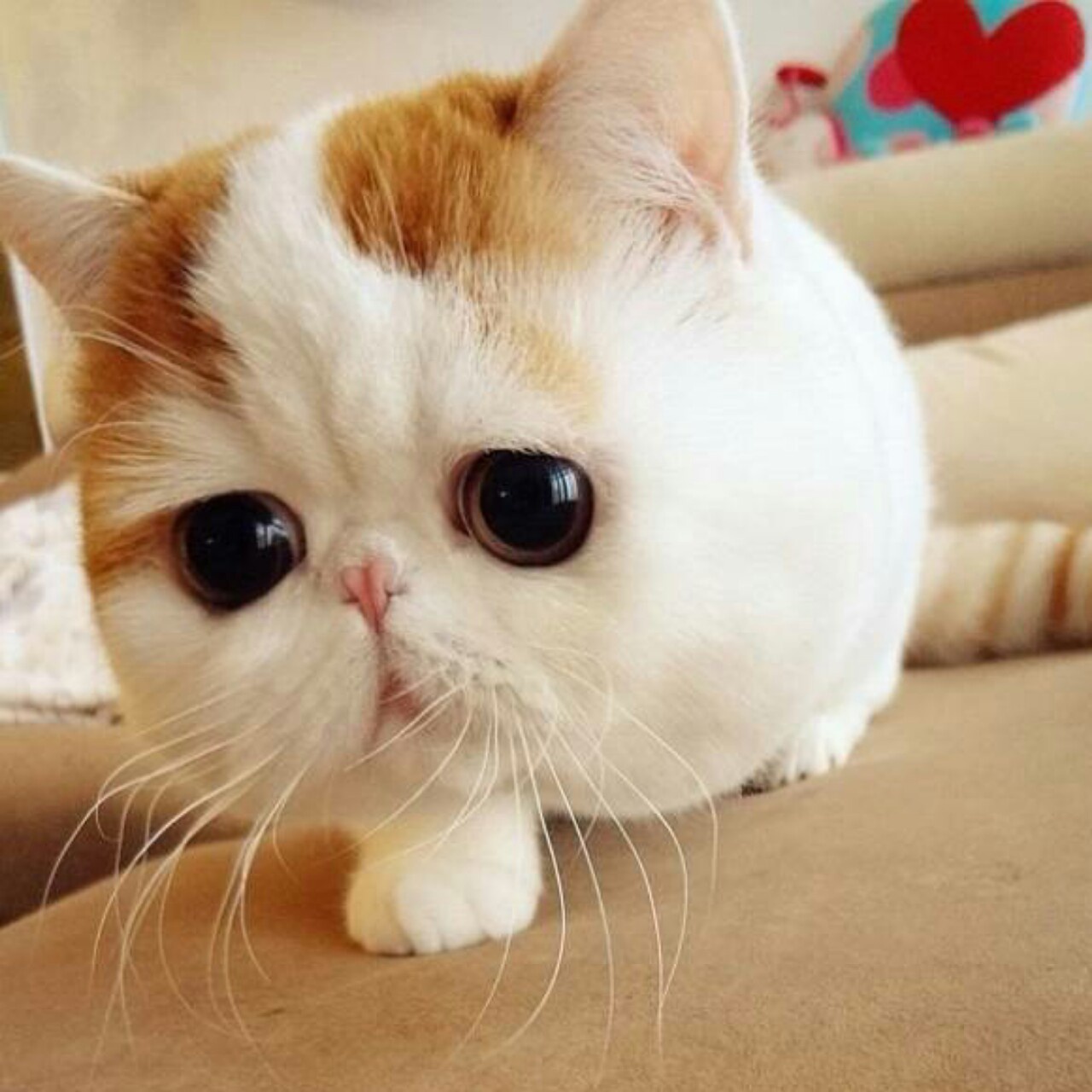 大脸猫不爱吃鱼20150901