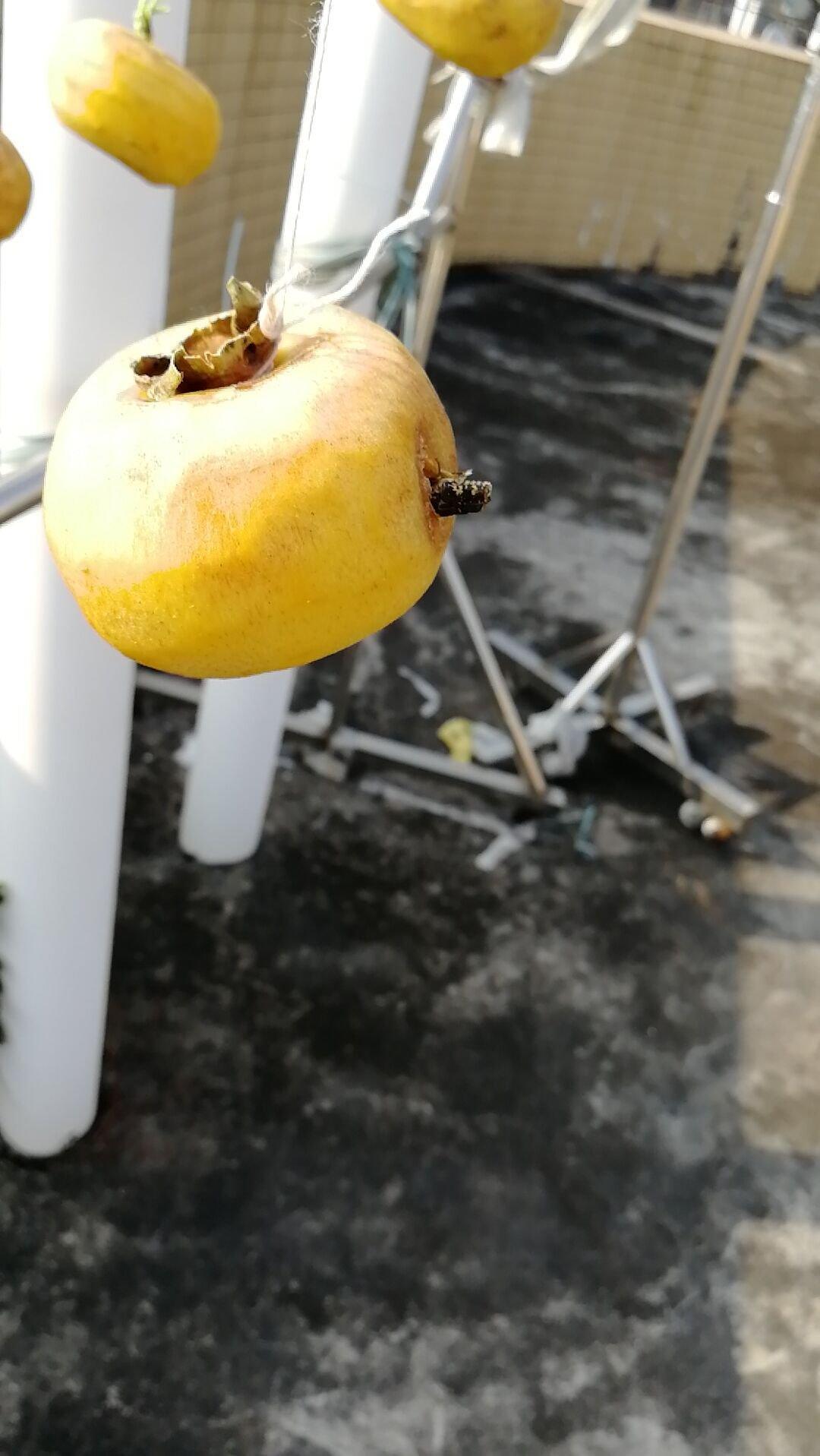 自制柿饼（圆柿饼）