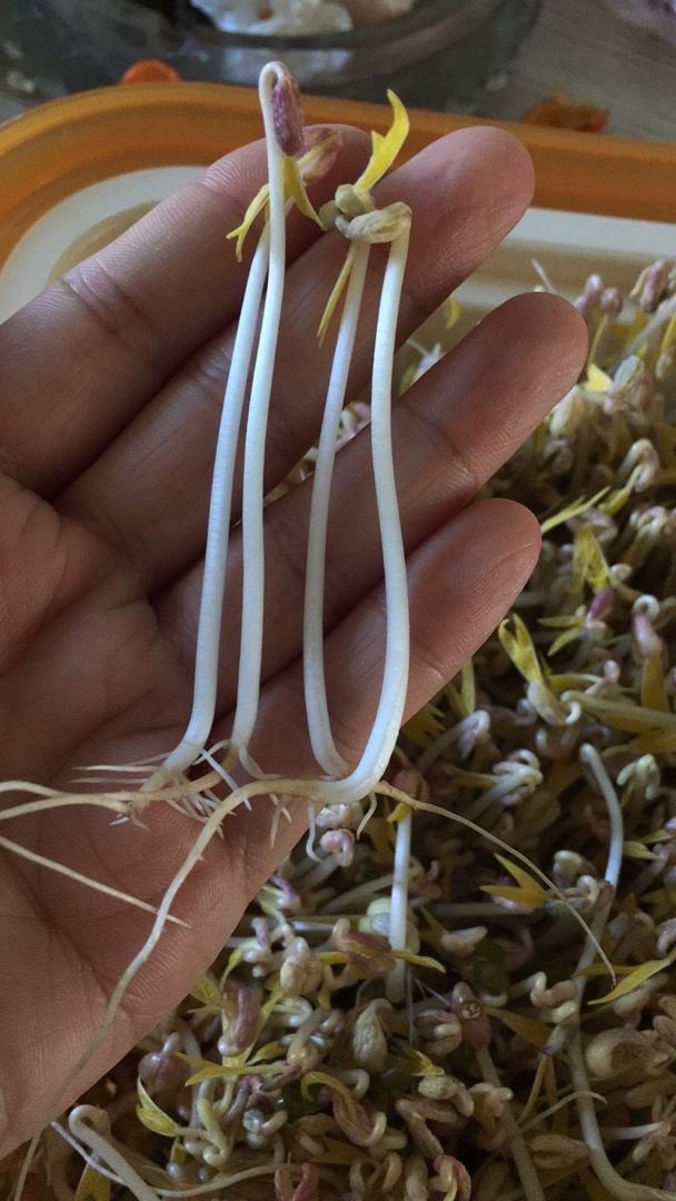沥水篮发豆芽
