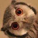 Missowl