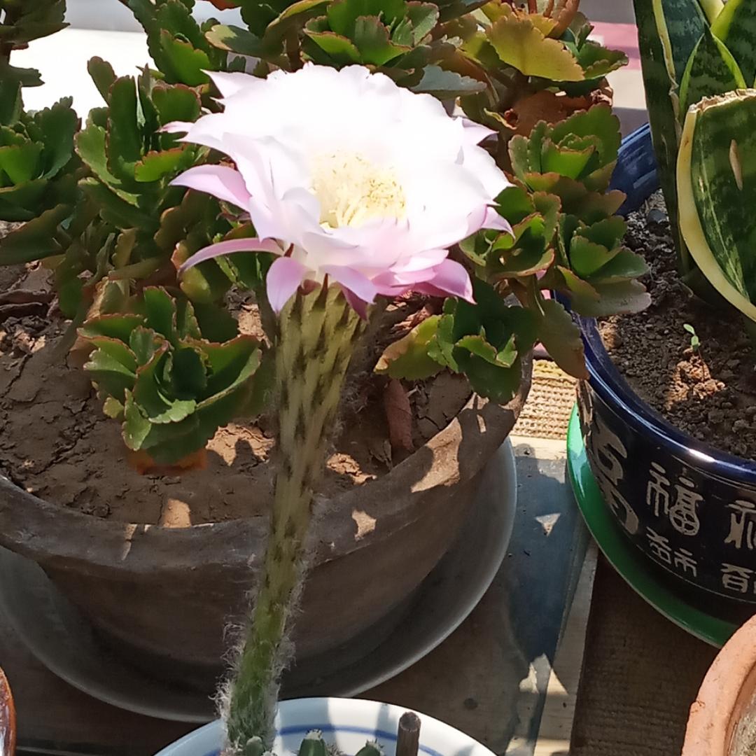 下厨房用户_ifey