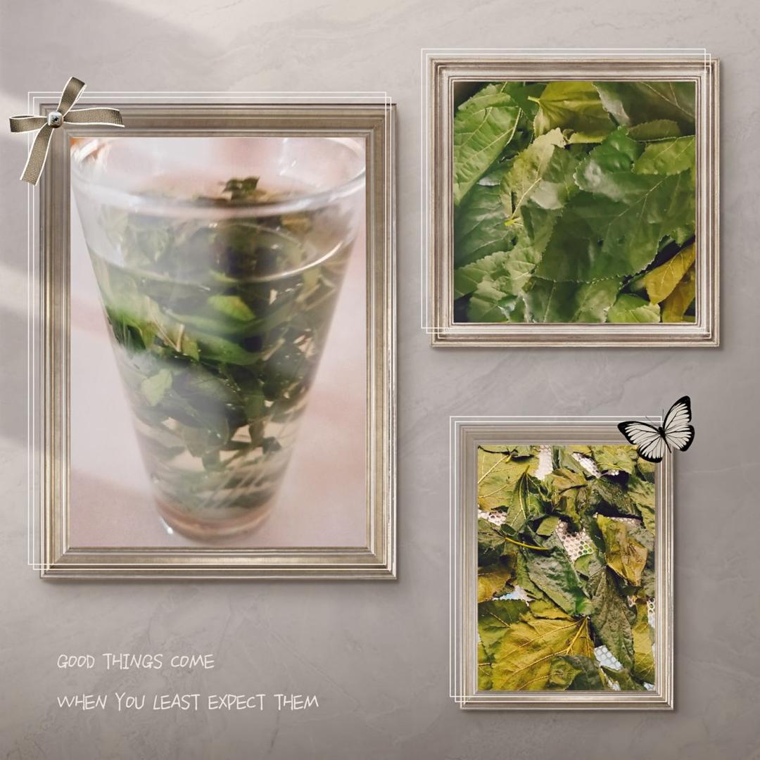 桑叶茶的制作方法流程