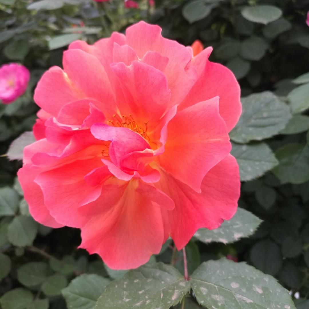 一路行走一路吃