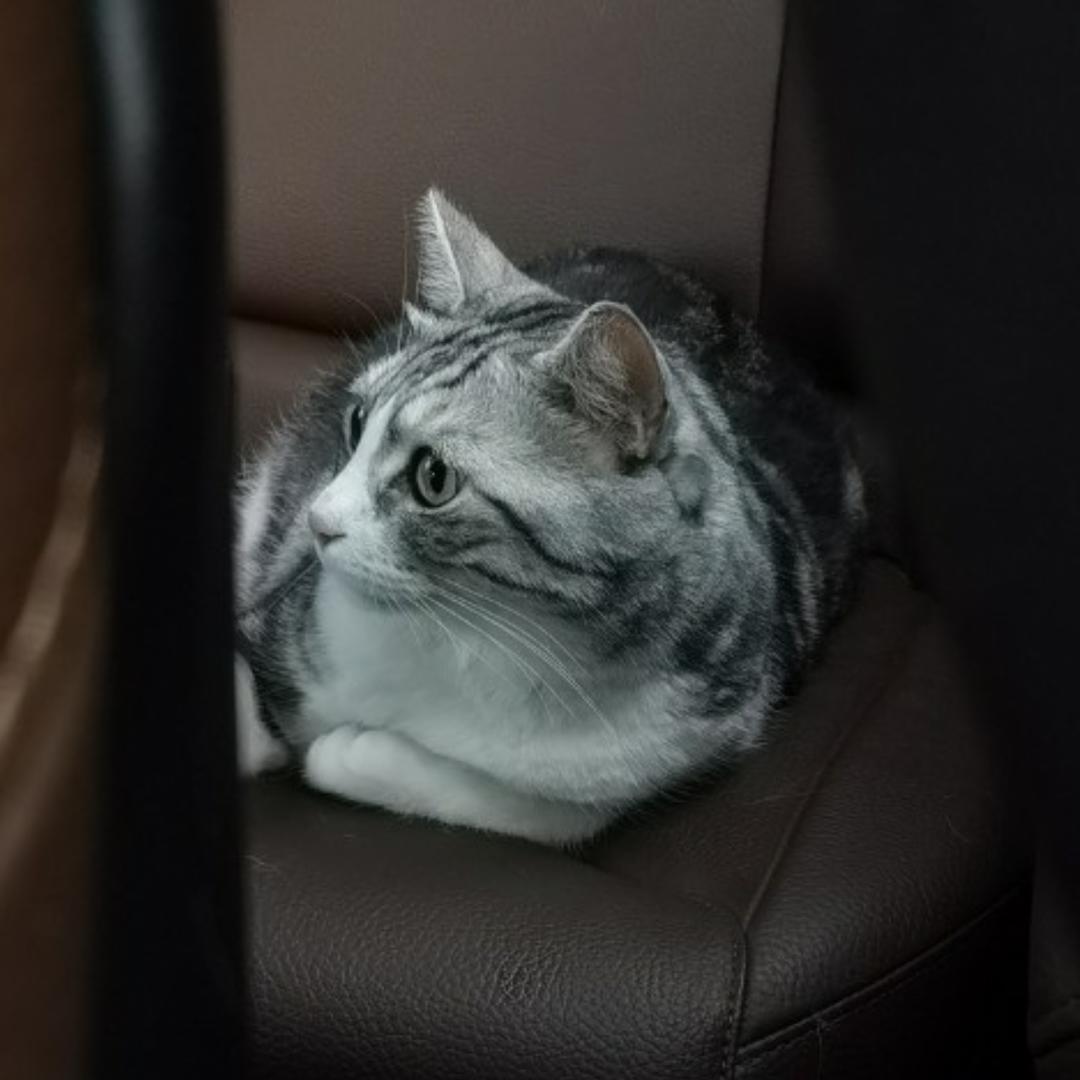 小九九是只猫的厨房