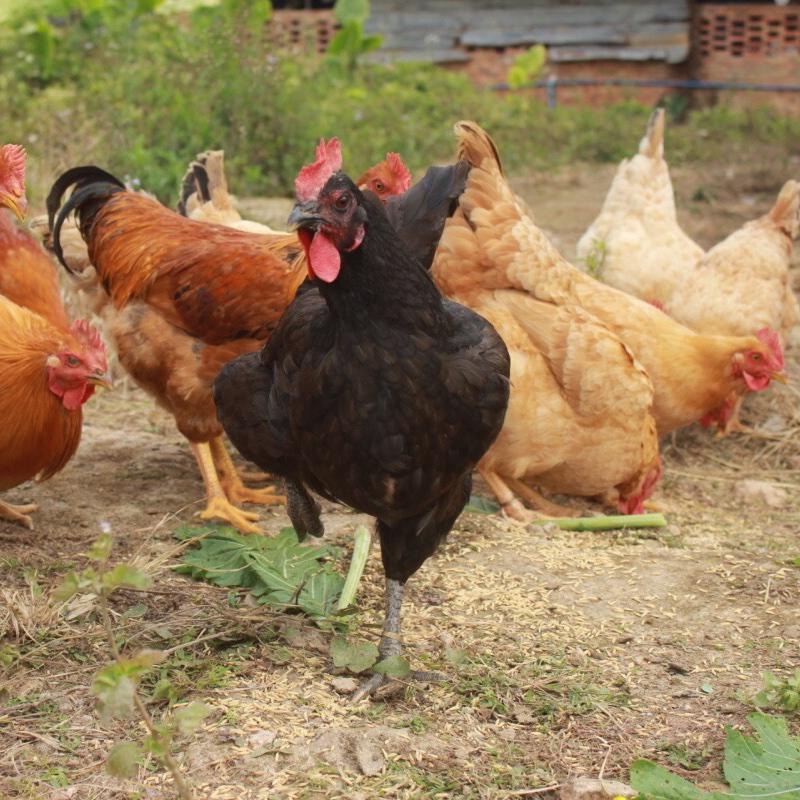 阿狸鲜生农家食材