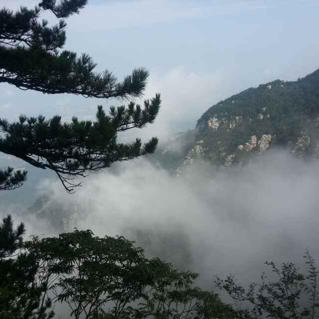 蝴蝶兰20131122
