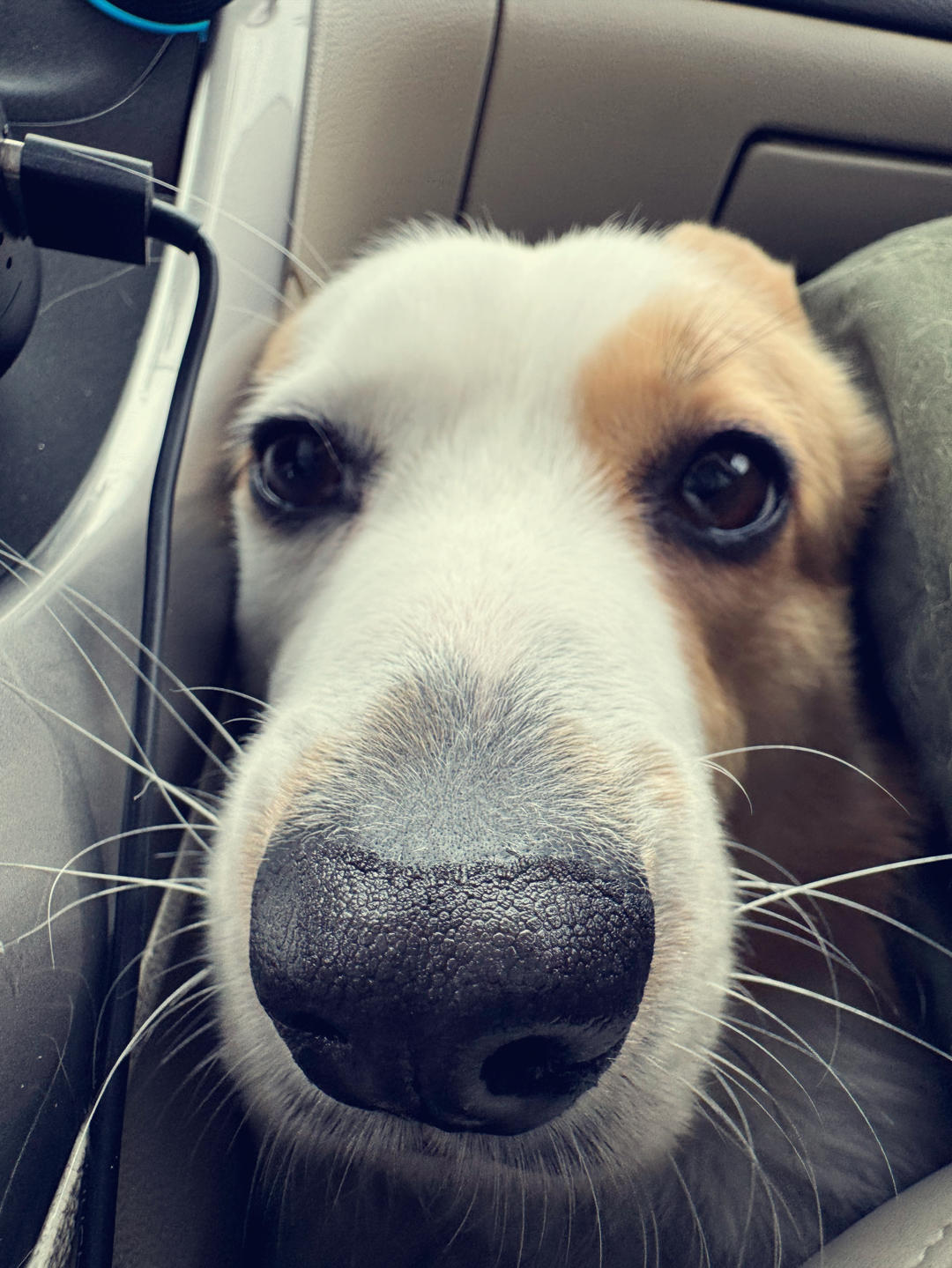 西恩苏不知道吃啥