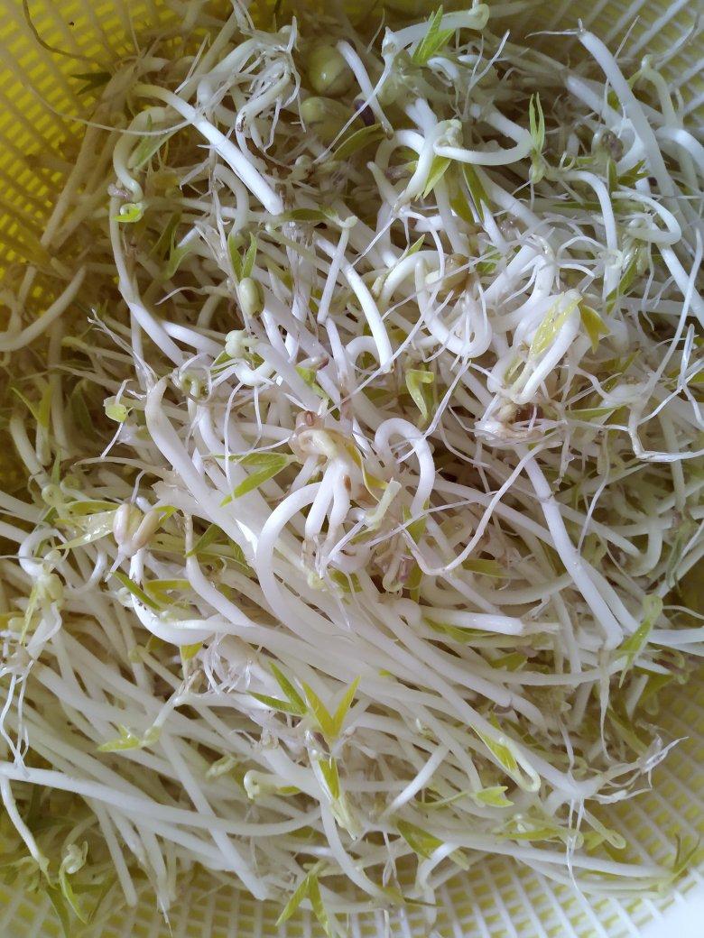 自发绿豆芽