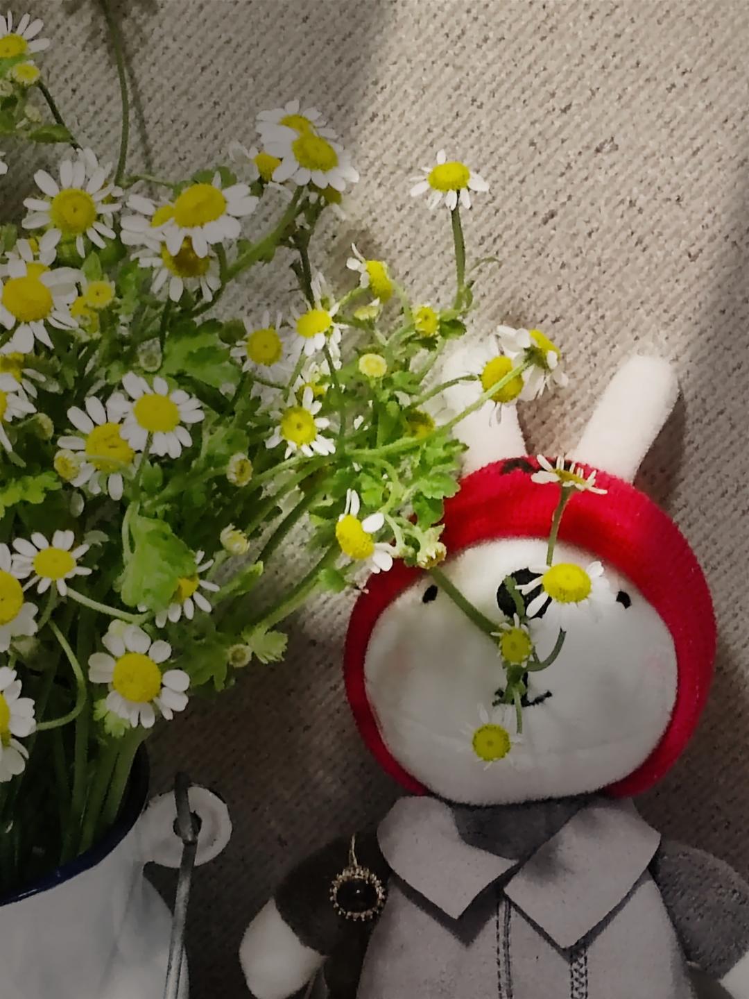 青梅酒杨梅酒（迷版）