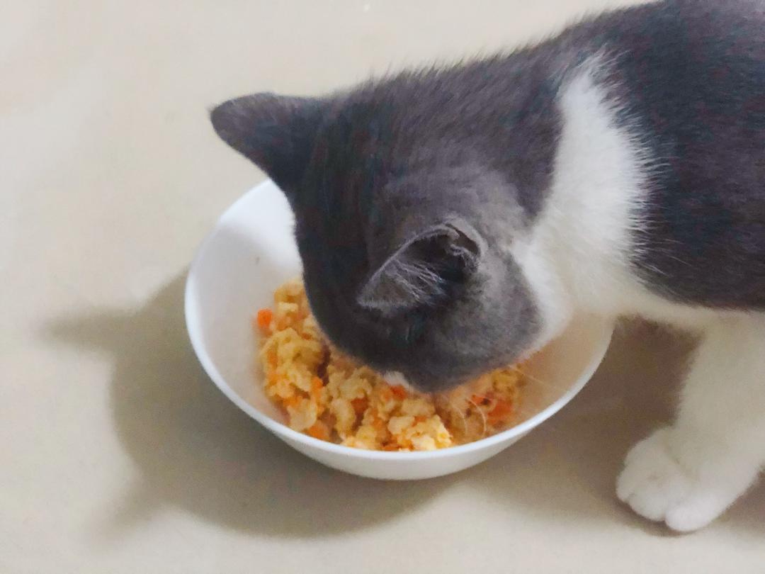 沙拉酱ss做的猫饭!猫吃的饭!