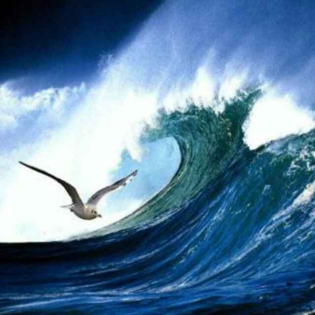 petrel