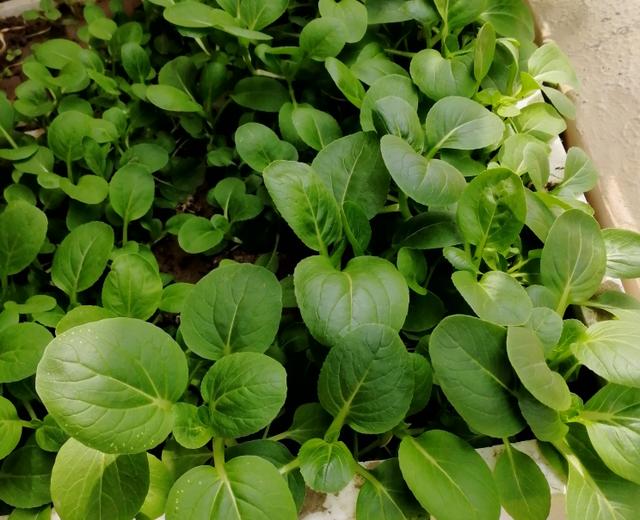 果果妈咪自种小菜的做法