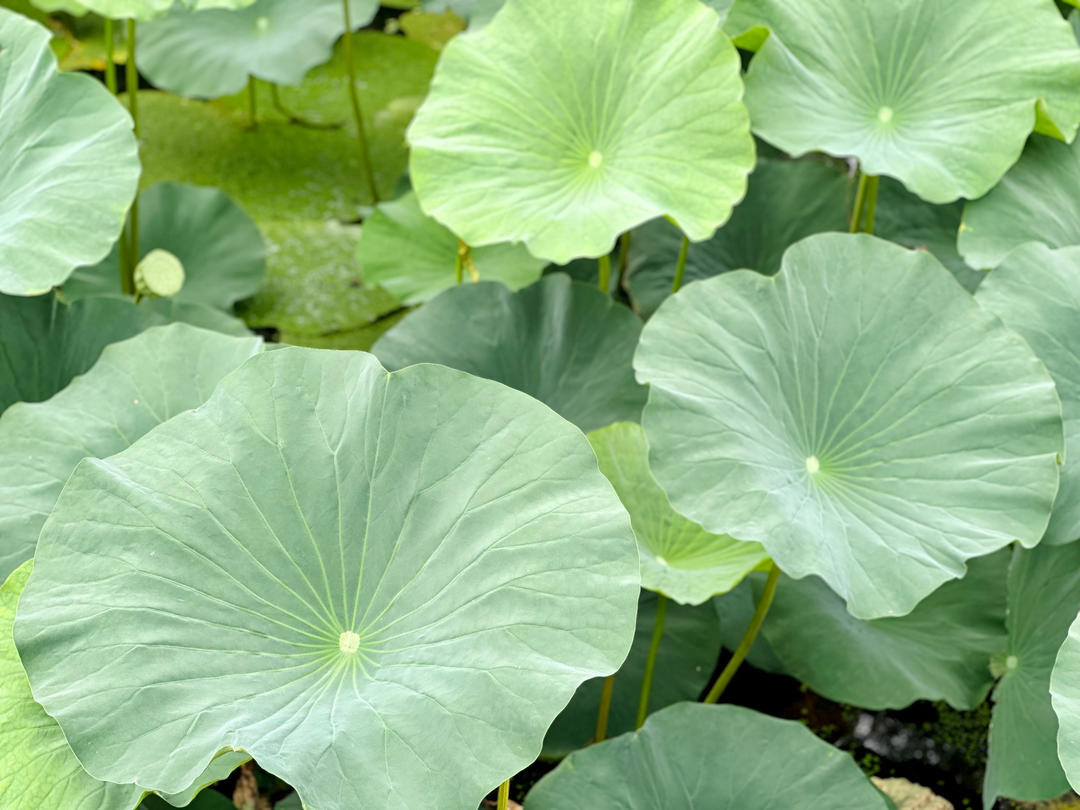 香芹炒粉条