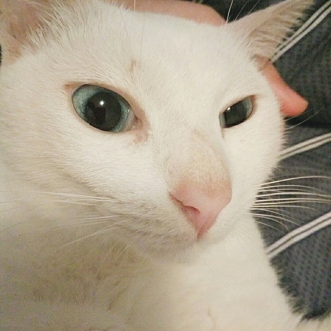 少女猫力
