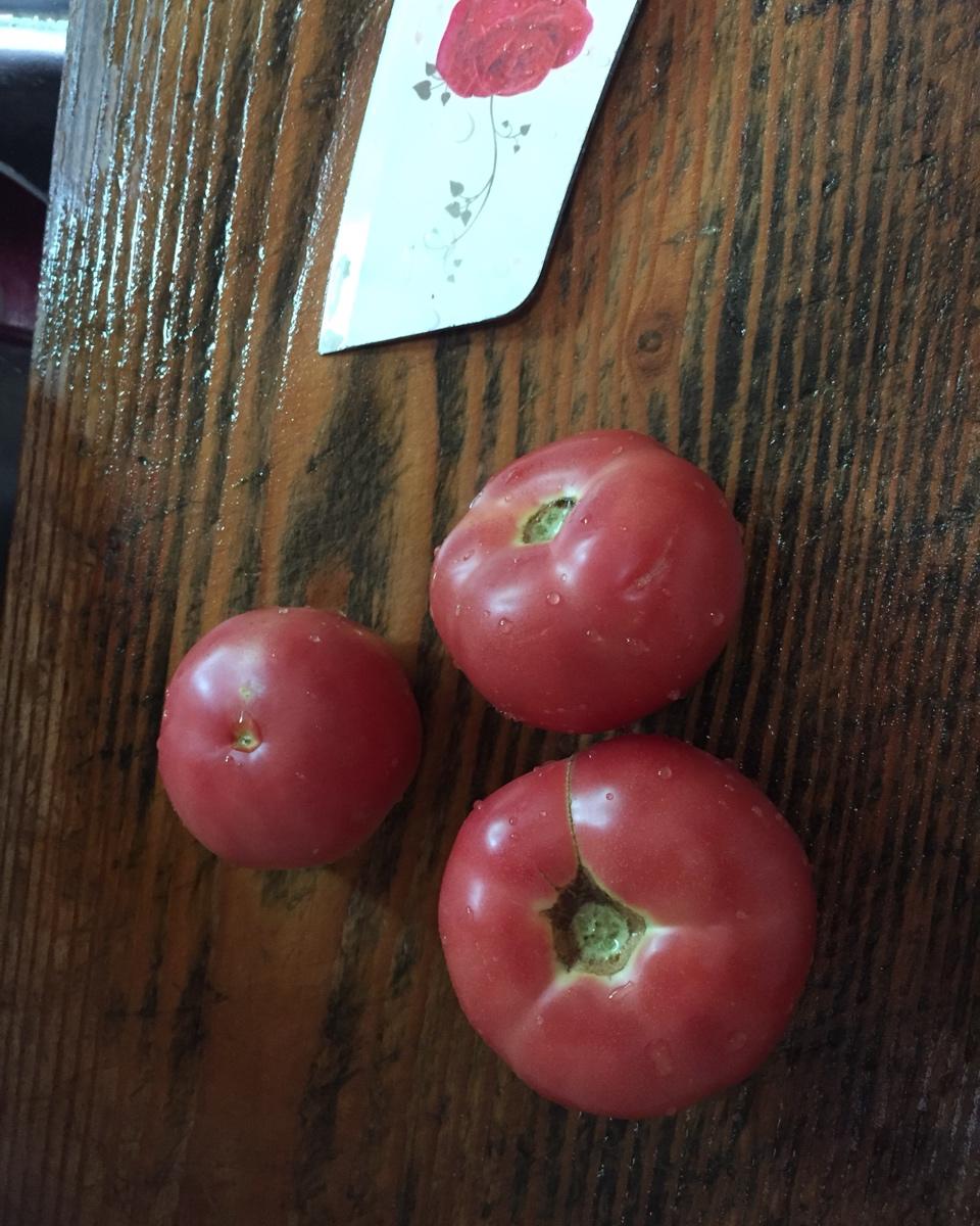 番茄鱼