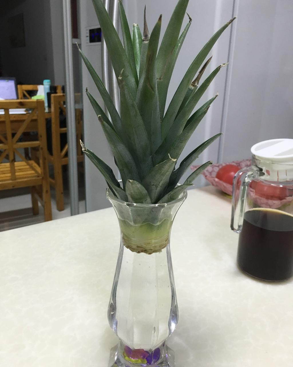 水培菠萝头
