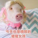 Annie猪猪
