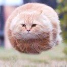 大猫1号