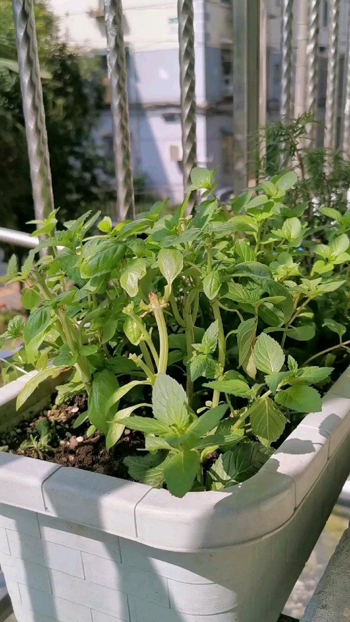 意式风味-《日本专卖店的话题贝果》