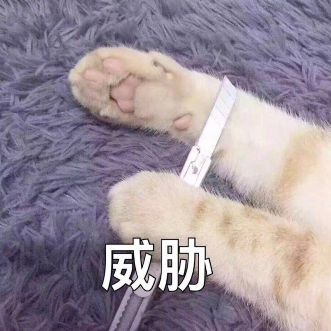 橘猫的腰