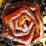 夏天的太阳花