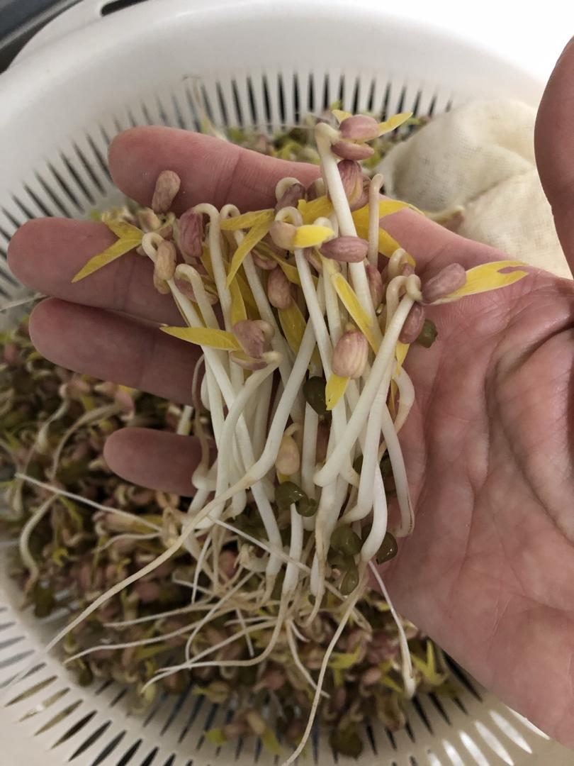 自发绿豆芽/自生豆芽/自制豆芽