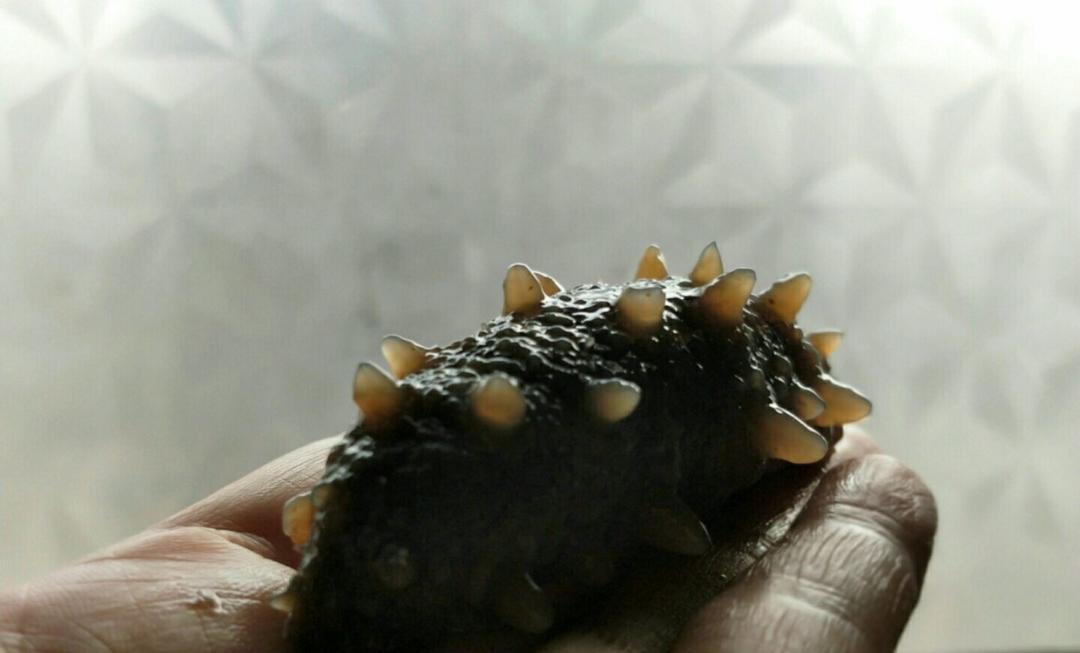 海参鲜贝杂蔬小米粥