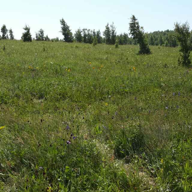 可乐鸡翅好美味