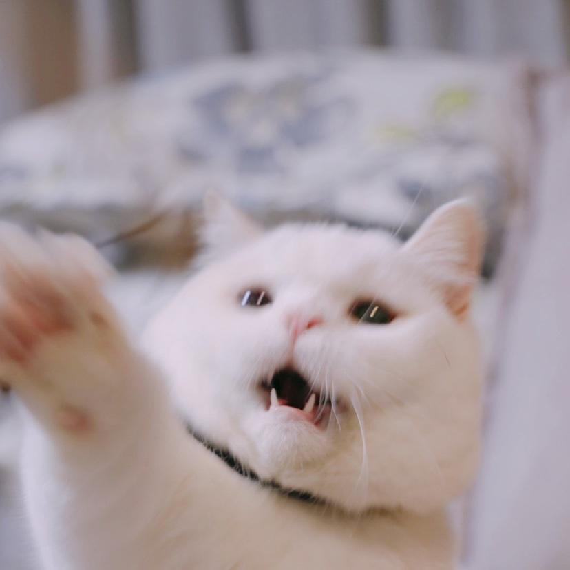 不羁豆