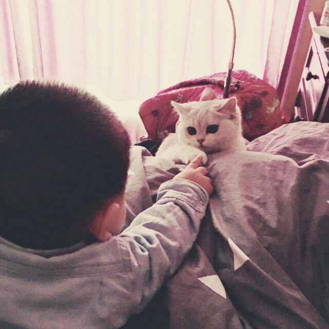 戴帽帽猫