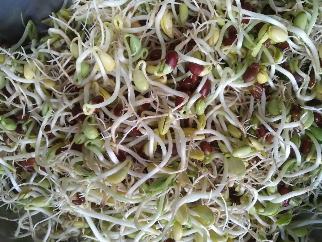 发豆芽（黄豆 绿豆）学习过程～～