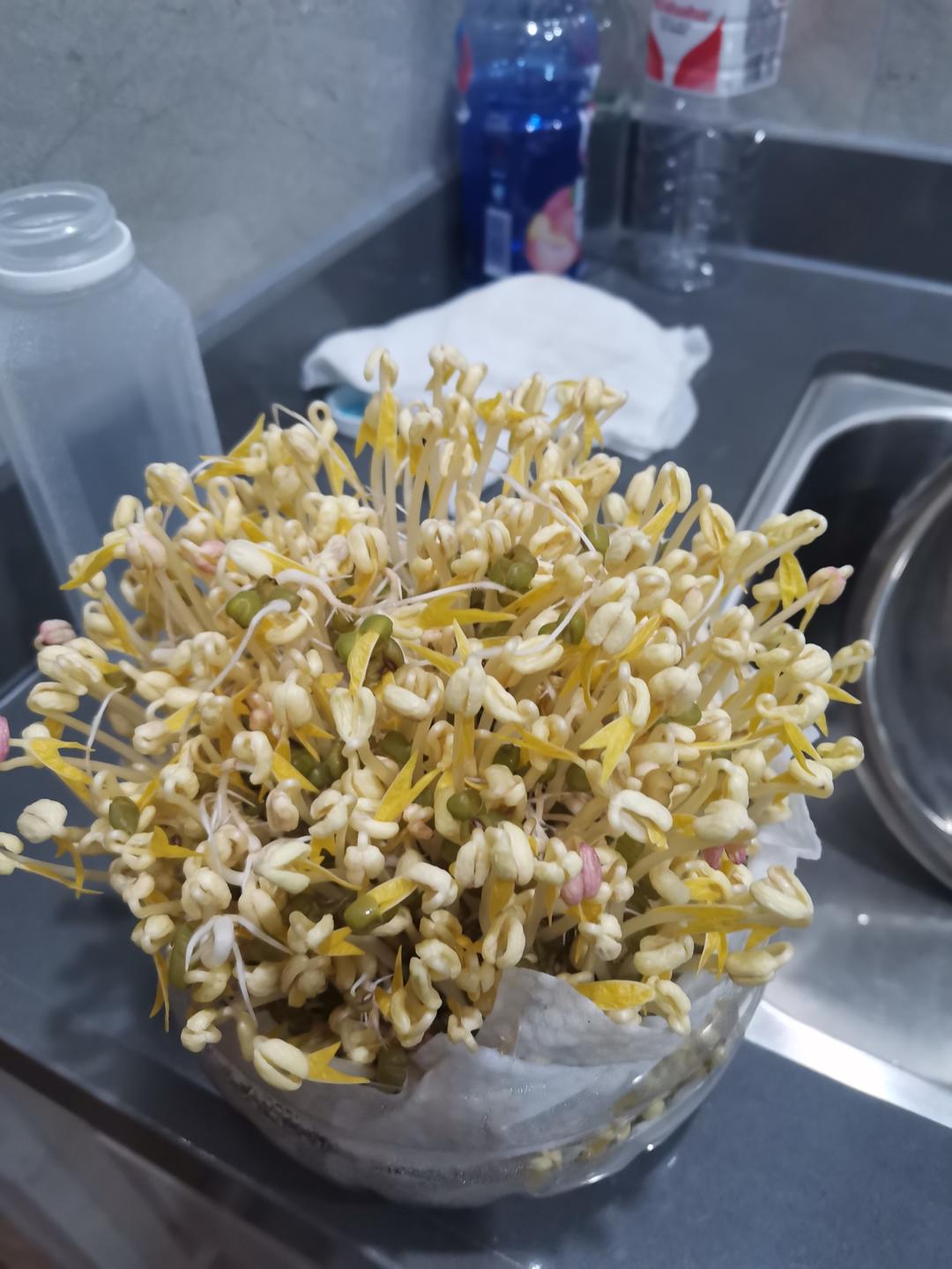 自发豆芽