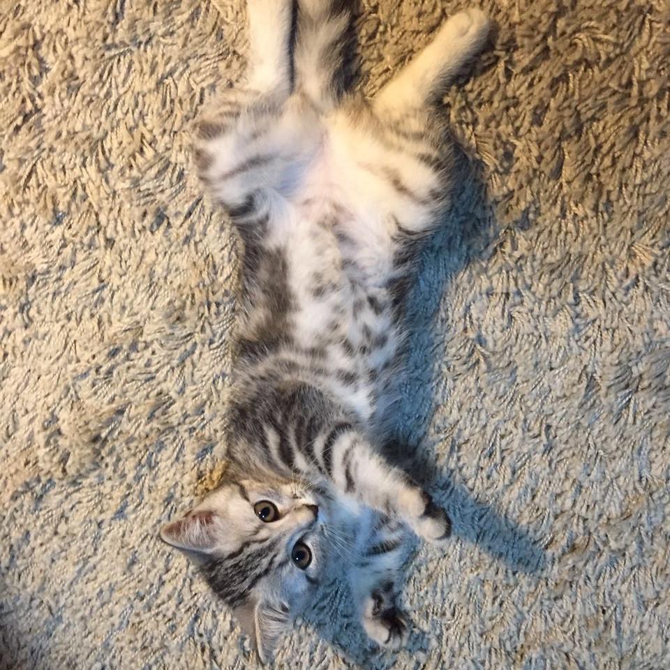 flappy_peanuts小猴子