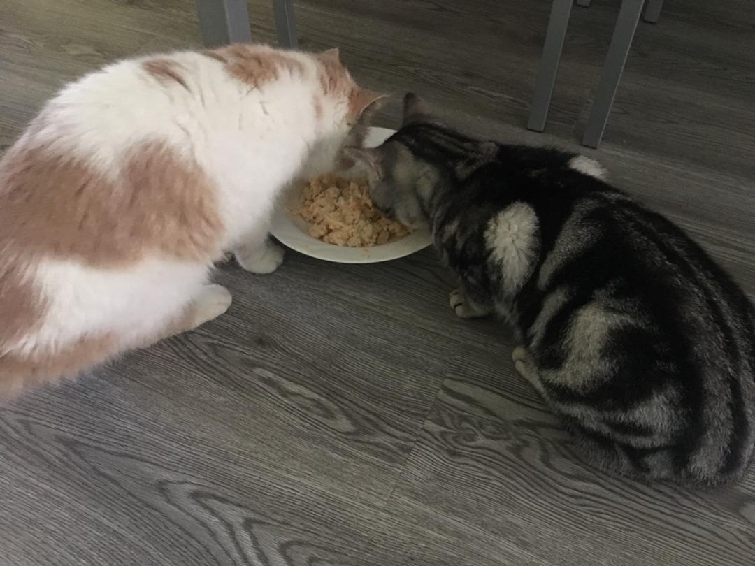 猫饭！猫吃的饭！