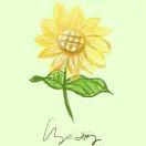 sunflower520127