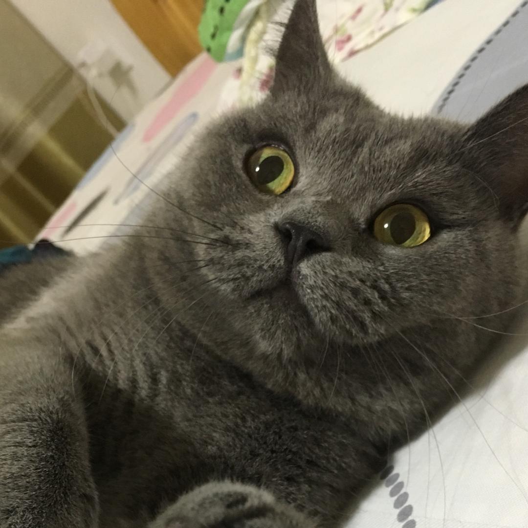 珊熊