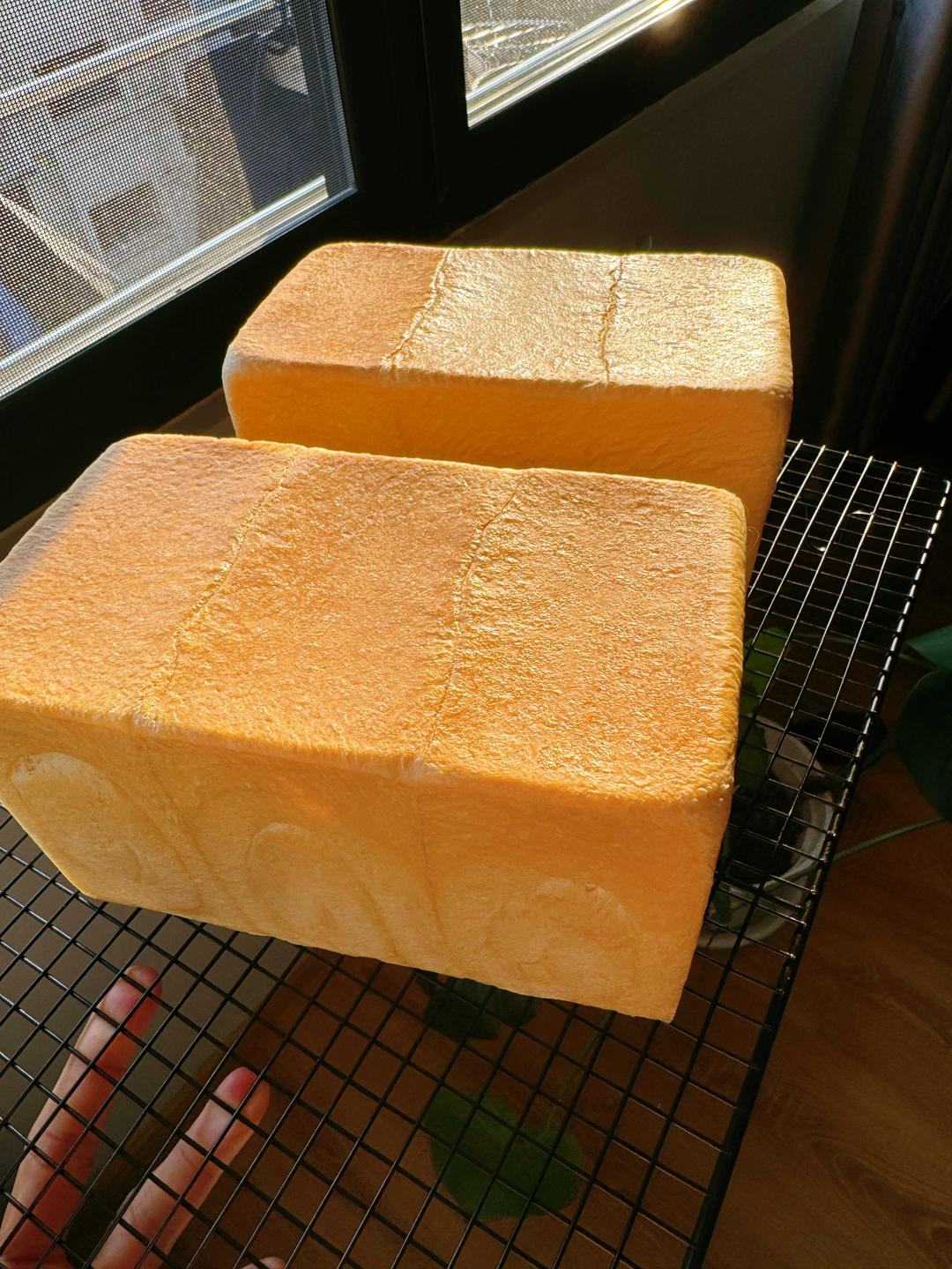 隔夜酵种极上生吐司