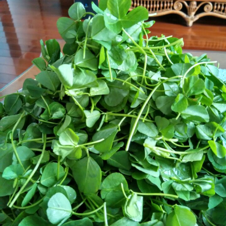 super冰鑫海做的美极金花菜