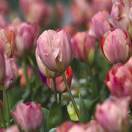 手机用户3057_d8l7