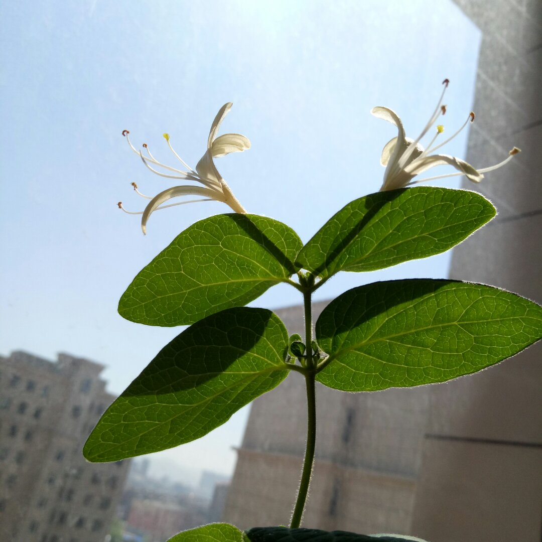 怡人在伊方