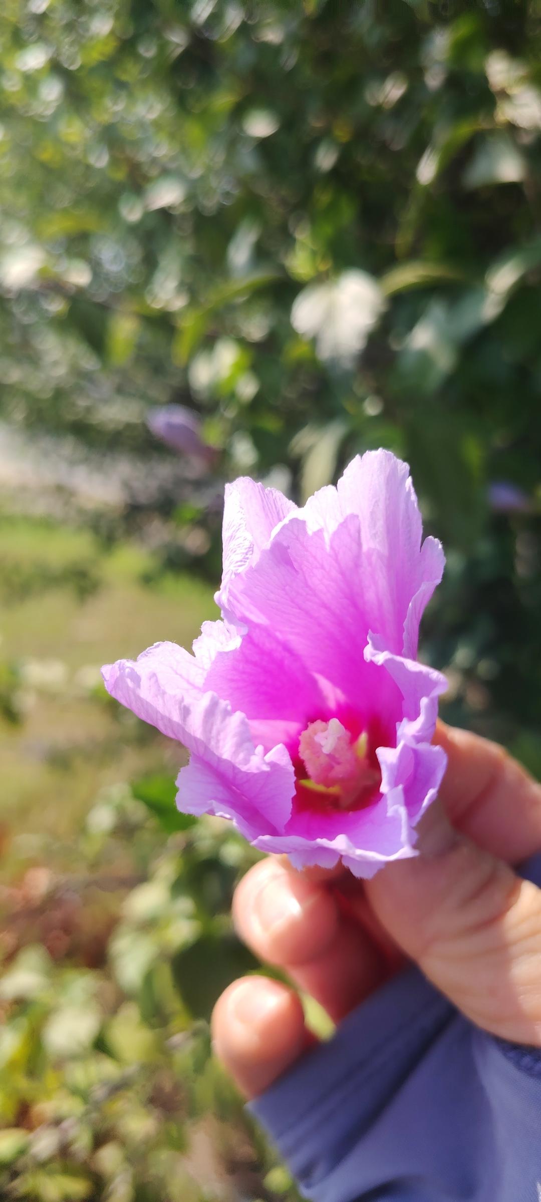 木槿花小米山药羹