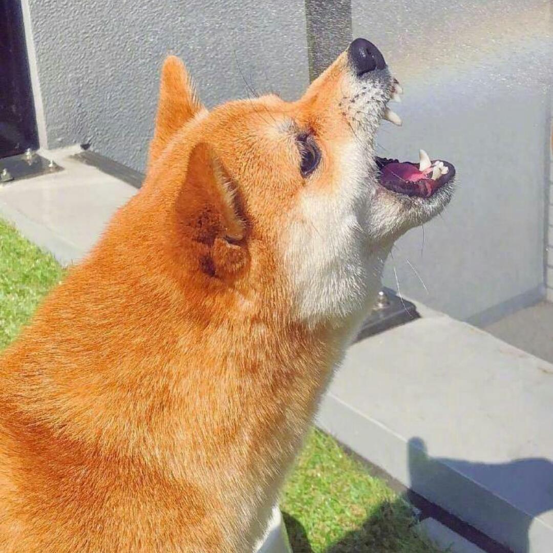 狂草三千