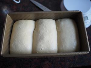枫糖葡萄干面包（爱和自由方子，中种，适用450克吐司模）的做法 步骤11
