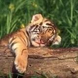 长抵角的小老虎