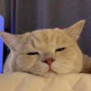 取个名好难啊摊